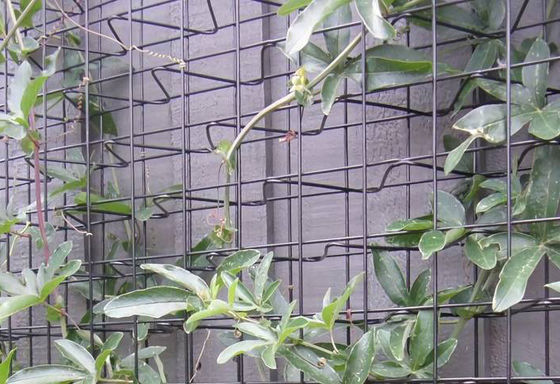 سه ابعاد 3 "× 3" میش باز کردن کربن فولاد سیم کوهنورد Trellis Mesh