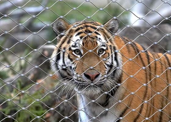 نردبان چوبی از فولاد ضد زنگ